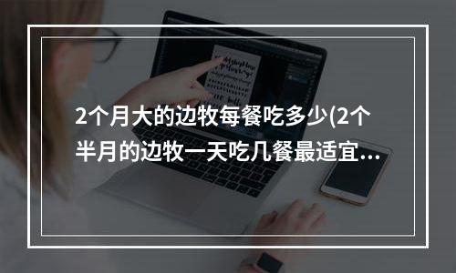 2个月大的边牧每餐吃多少(2个半月的边牧一天吃几餐最适宜？)