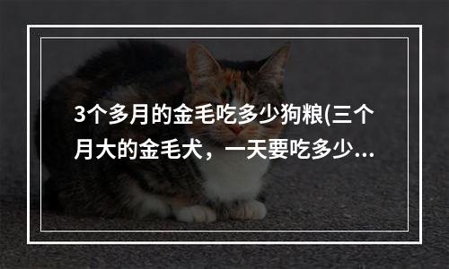 3个多月的金毛吃多少狗粮(三个月大的金毛犬，一天要吃多少干狗粮，分几顿？)