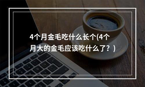 4个月金毛吃什么长个(4个月大的金毛应该吃什么了？)