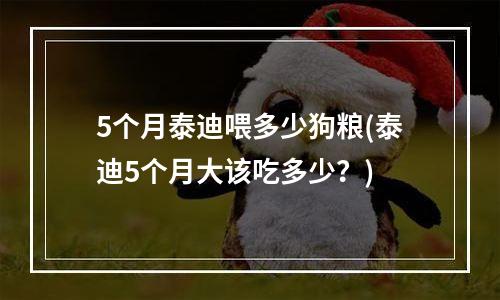 5个月泰迪喂多少狗粮(泰迪5个月大该吃多少？)