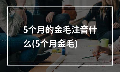 5个月的金毛注音什么(5个月金毛)