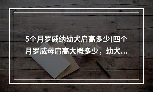 5个月罗威纳幼犬肩高多少(四个月罗威母肩高大概多少，幼犬到了几个月是快速生长期，到几个月后又停止高了)